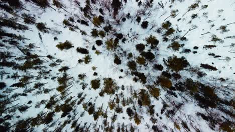 top down shot from the drone of the forest in the arctic circle