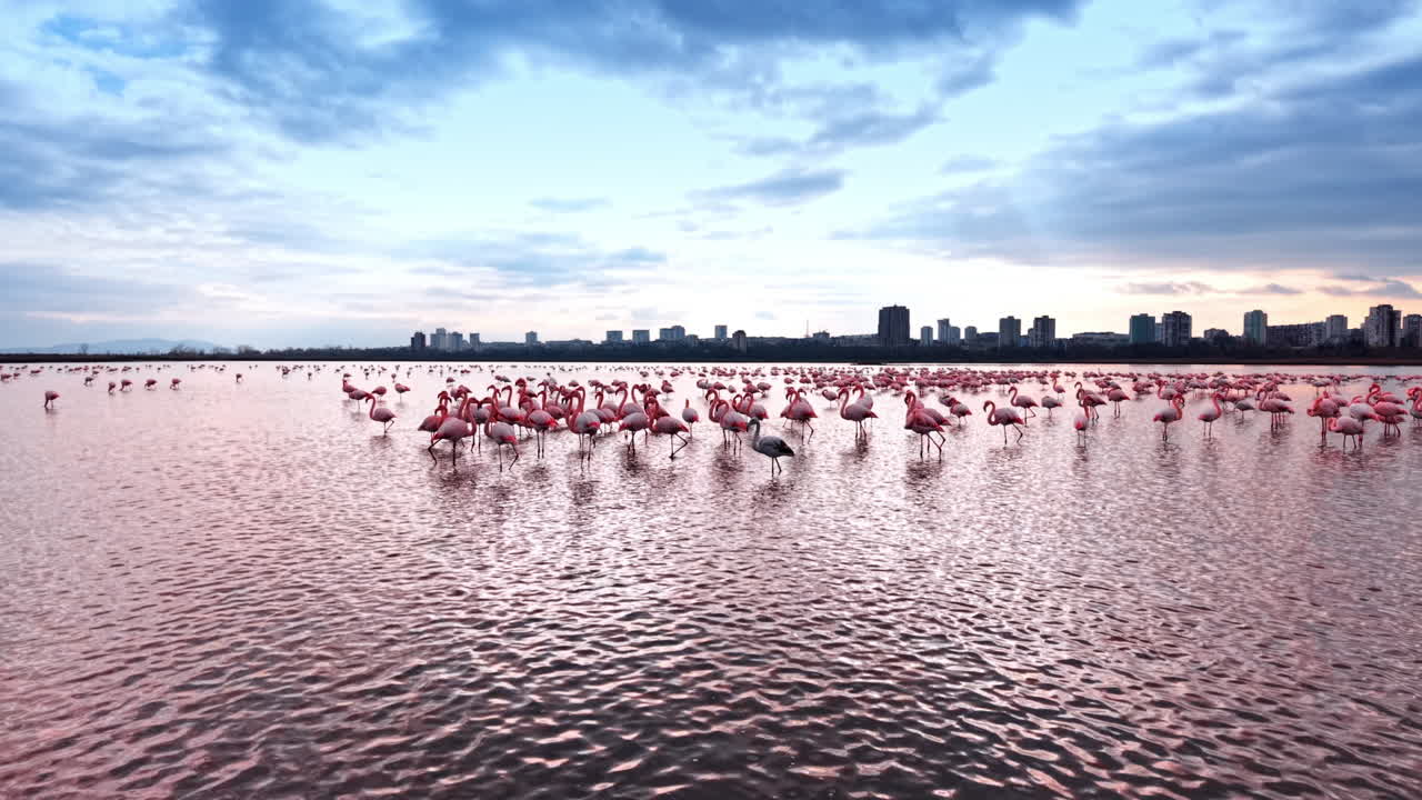 Fenicotteri rosa nel lago al tramonto con lo skyline urbano sullo sfondo. Uccelli che guadano nell'acqua riflettendo la luce rosa con le silhouette della città e un cielo colorato.