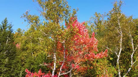 Vuelo-Muy-Cercano-A-árboles-Con-Colores-Otoñales