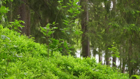 grass and trees in the forest moving calm with the wind in summertime in norway