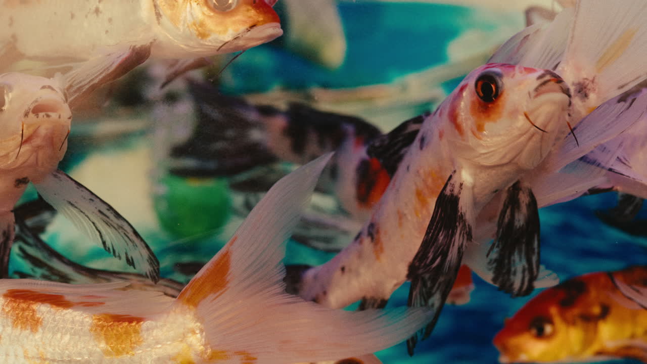 아쿠아리움 시 바울 (aquarium fishing bawl) 에서 무리 또는 무리로 수영하는 열대 다채로운 물고기