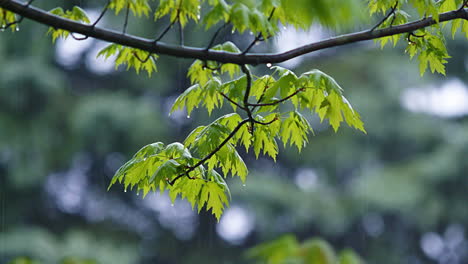 Lluvia-Constante-Cayendo-Sobre-Las-Ramas-De-Los-árboles-Con-Hojas---En-Tiempo-Real