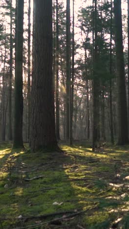 sunlight filtering through a dense forest