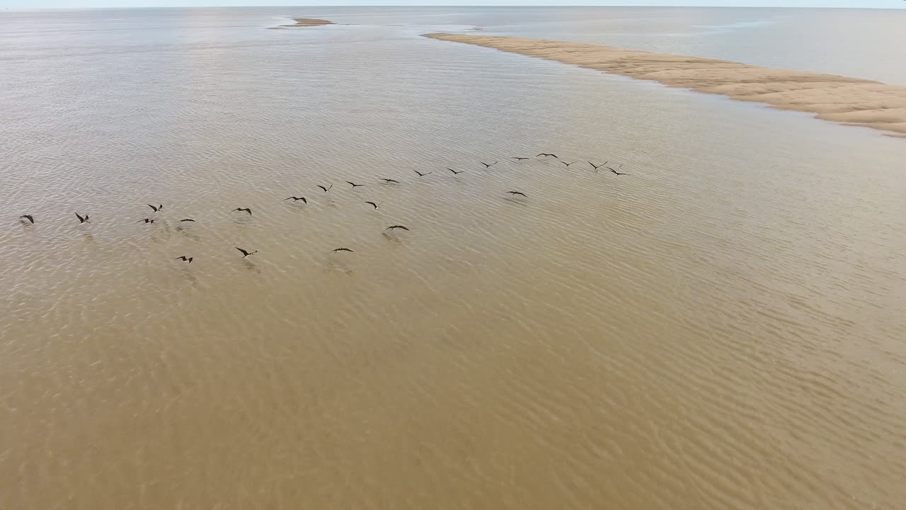 un grupo de magníficas fragatas volando por el mar en la guayana francesa. fotografía aérea