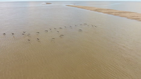 Grupo-De-Magníficas-Fragatas-Volando-Sobre-El-Mar-En-La-Guayana-Francesa.-Toma-Aérea