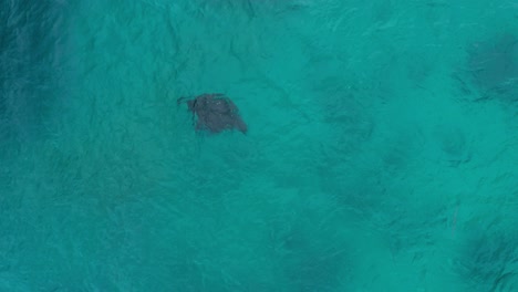 Solo-Majestuoso-Barril-De-Mantarraya-Negra-Rodando-En-El-Mar-Azul,-Comportamiento-De-Alimentación