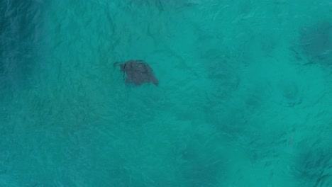 single majestic black manta ray barrel rolling in blue sea, feeding behavior
