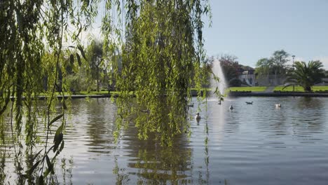 Pequeño-Lago-En-El-Parque-De-La-Ciudad-Con-Gaviotas-Nadando-Y-Sauce-En-Primer-Plano