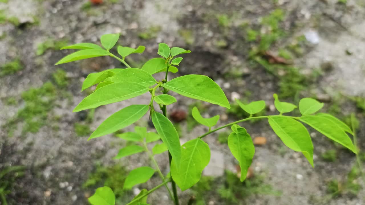 Tampilan dekat pohon hijau kecil