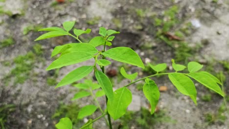 close up de un pequeño árbol verde