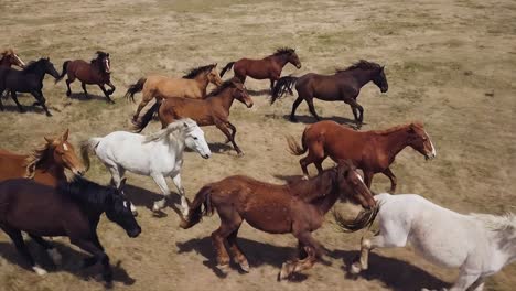 aerial drone footage of horses galloping through a field in slow motion