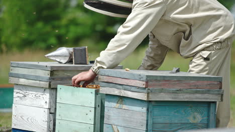 apiarist pulls the frames from wooden bee hives. man looks at the frame and turns it back. nature backdrop in blur.