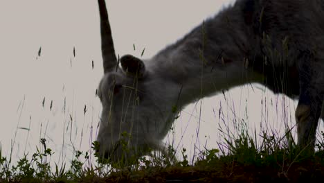 Goat-on-the-roof-grazing-