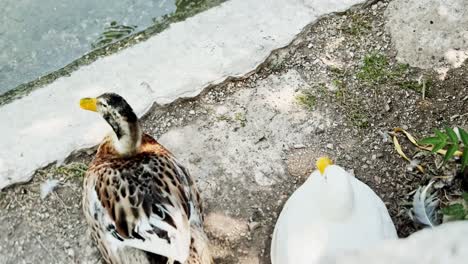 ducks on ground by water, one mallard looking away