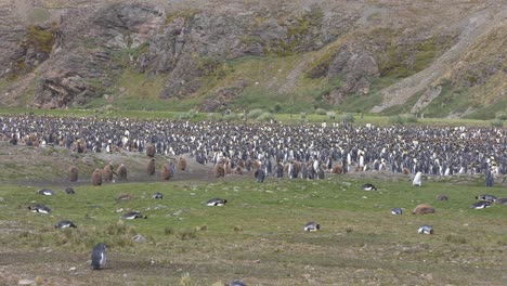 Gran-Colonia-De-Pingüinos-Rey-En-El-Paisaje-Verde-De-La-Isla-De-Georgia-Del-Sur,-Animales-En-Su-Hábitat-Natural