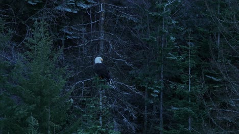 a panning shot of an american bald eagle in a tree