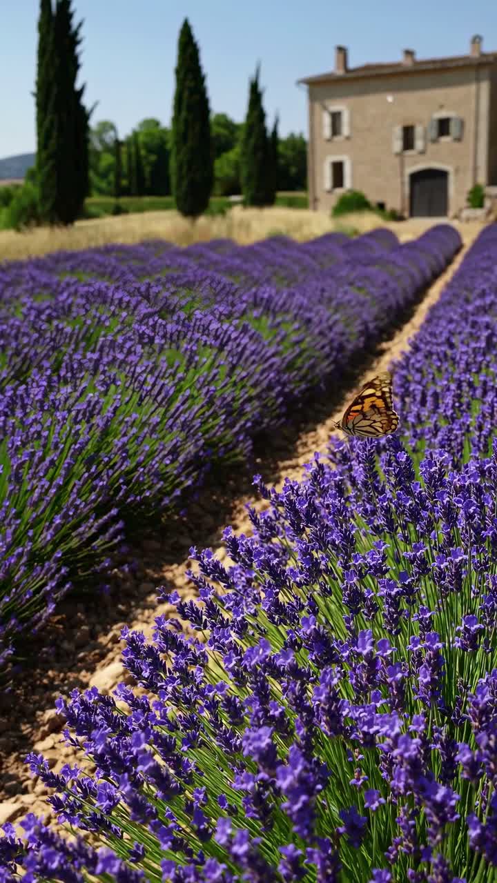 Aerial view of a lavender field with a butterfly in focus, leading to a rustic house