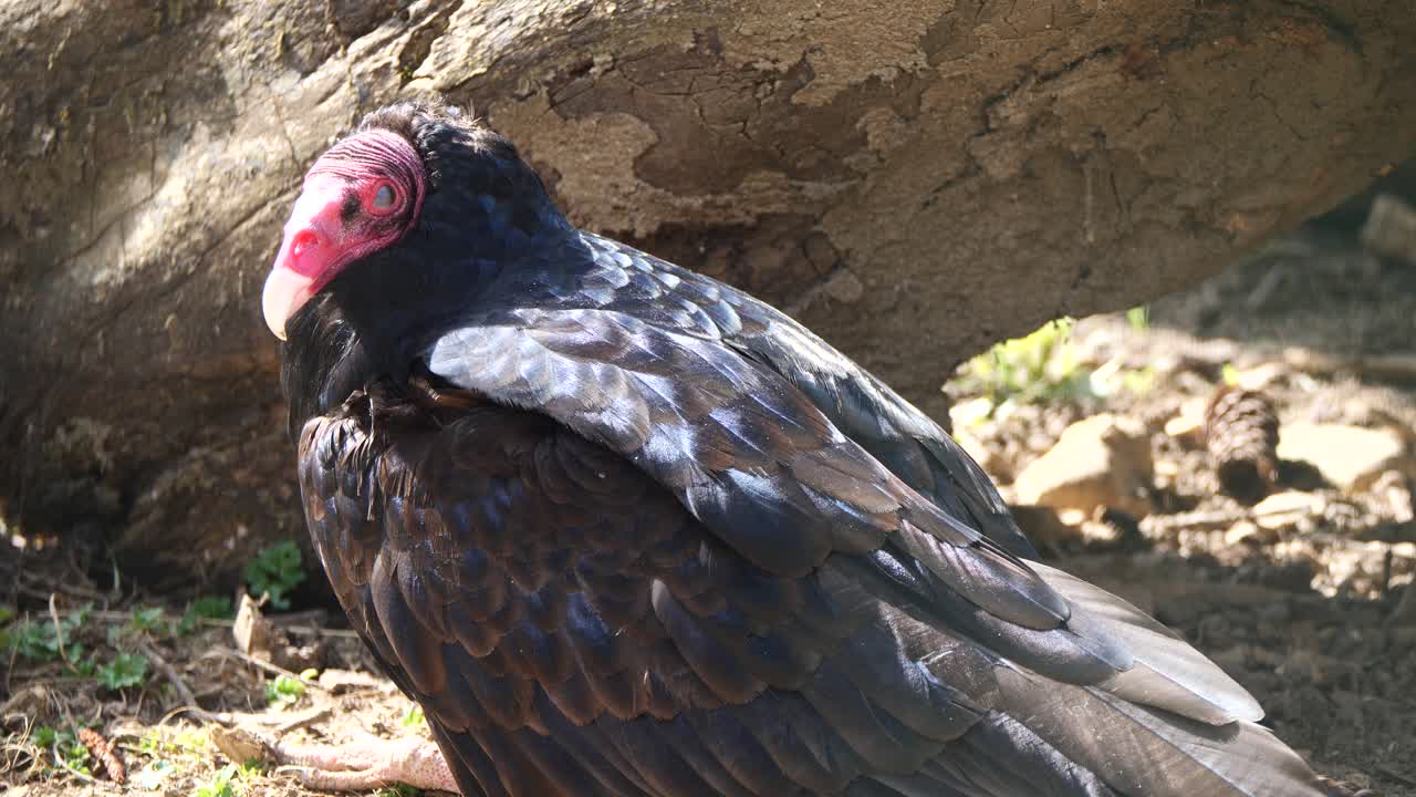 화창한 날 자연 속에서 야외에서 쉬고 있는 야생 독수리 존 크로우의 클로즈업 샷