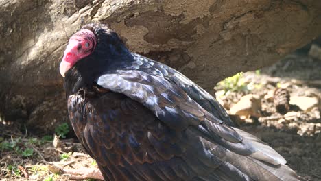 close up shot of wild vulture john crow resting outdoors in nature during sunny day