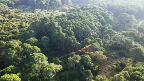 volando sobre un bosque natural, cerca de una playa, parque nacional cabo polonio, uruguay