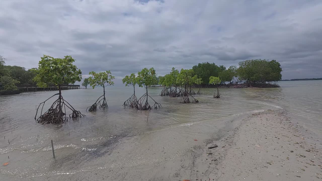 A tropical mangrove forest along a coastal shoreline, home to diverse wildlife and a natural barrier against coastal erosion.