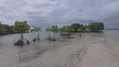 a tropical mangrove forest along a coastal shoreline, home to diverse wildlife and a natural barrier against coastal erosion.