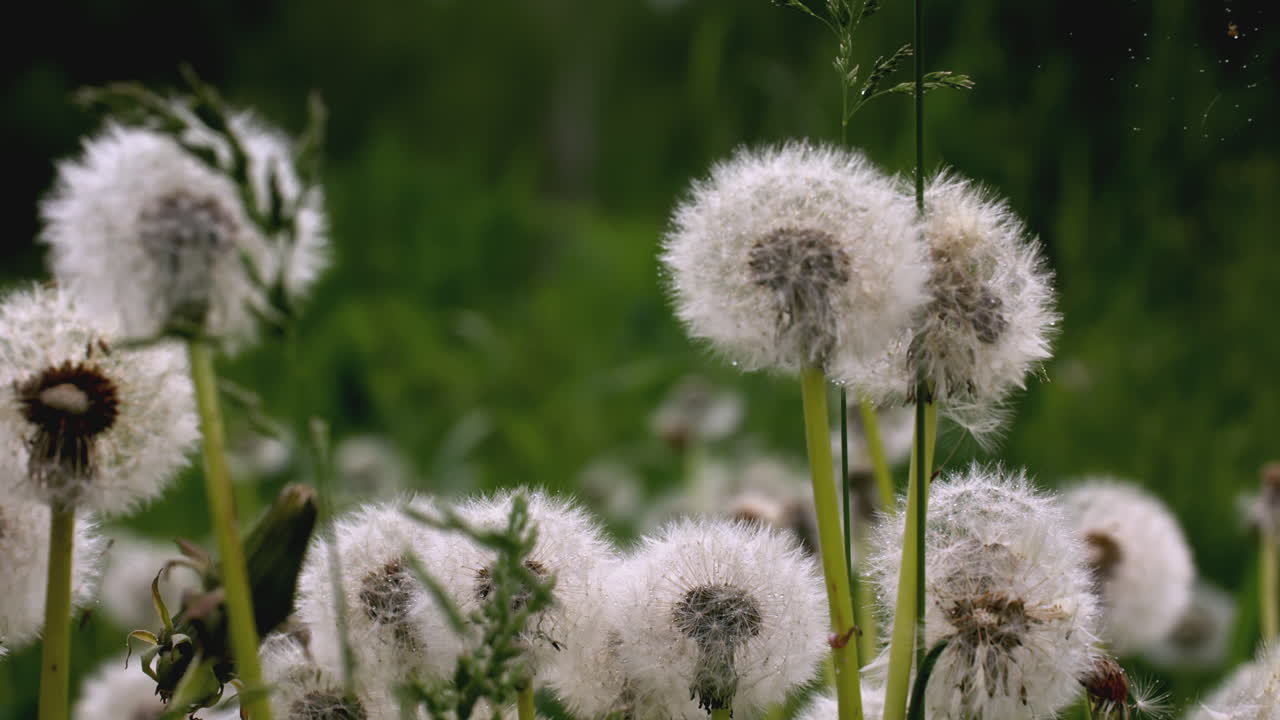 diente de león en un campo