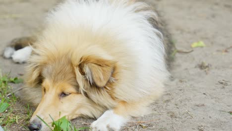 Hermoso-Collie-áspero-En-El-Suelo-En-Primer-Plano