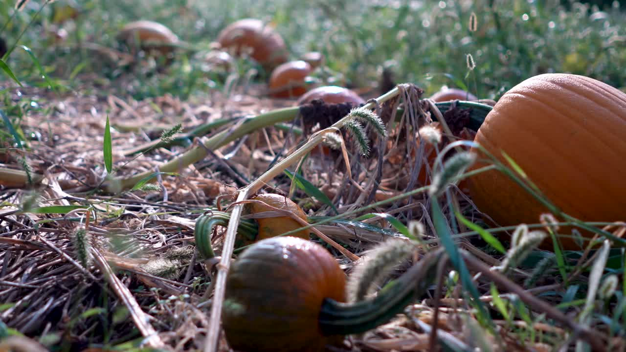 Pumpkins in a Field