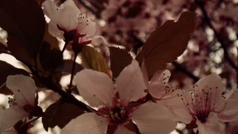 springtime blossom view with white flowers on tree. tranquil floral background.