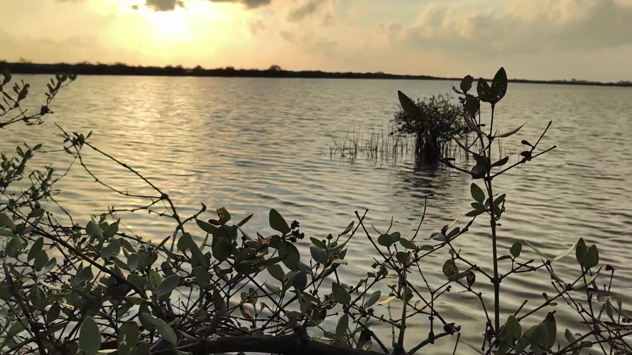 Pôr do Sol Sereno Sobre Lago Calmo Com Folhagem em Primeiro Plano