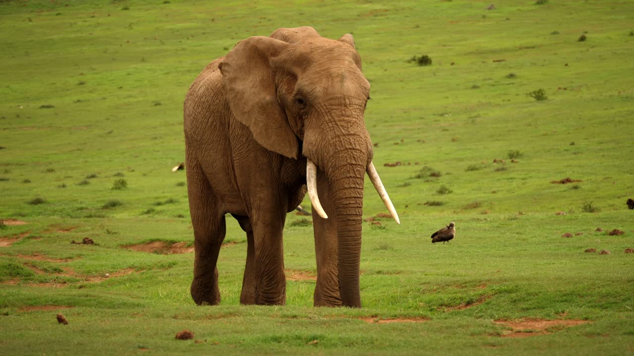 잔디 위를 걷고, 몸통을 들어올리고, 귀를 펄럭이고, 꼬리를 흔드는 아프리카 코끼리의 초상화, 남아프리카