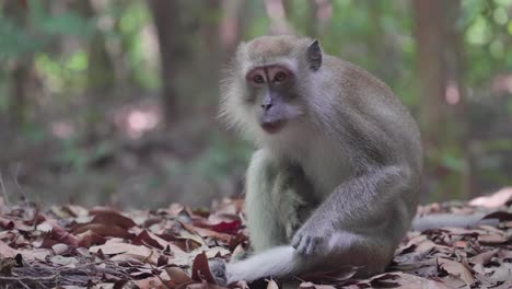 macaco de cola larga o macaco cangrejero rascándose la pierna mientras se sienta en el suelo