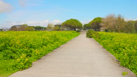 scenic wooden walkway through a lush green park