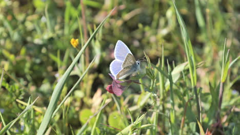 blue butterfly on grass spring south of france sunny day