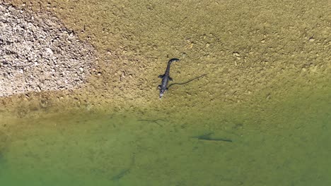 drone captures a saltwater crocodile moving along a rocky riverbank in port douglas, australia, under bright daylight