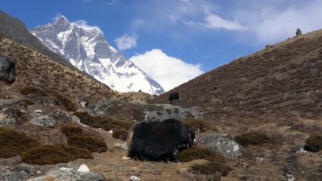 some yak grazing in a rocky pasture with the himalaya mountains in the background