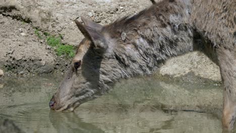 un ciervo hembra lindo bebiendo agua del lago al aire libre durante un caluroso día soleado, cerca de la cámara lenta