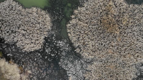 flying over a winterlike landscape with frozen bushes and cold water