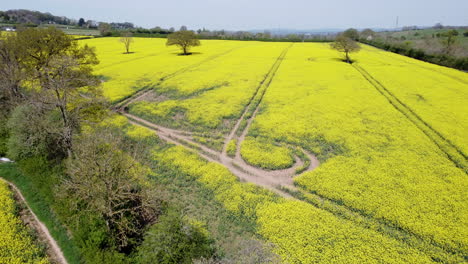 fields of bright yellow rapeseed, also known as oilseed rape in farm fields in worcestershire, england, uk early spring