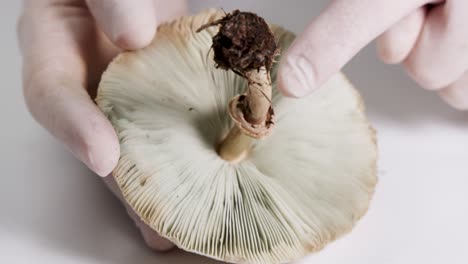 close-up of hands inspecting a mushroom's gills and stalk under bright lighting, highlighting scientific examination in a laboratory environment