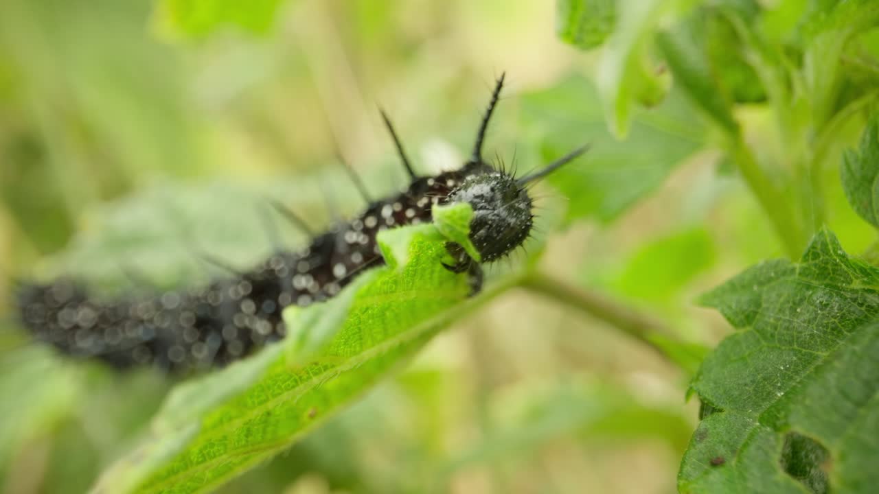 Peacock butterfly caterpillar feeding on green foliage establishing natural insect detailed life feeding and crawling