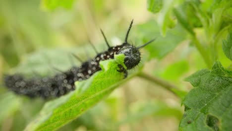 peacock butterfly caterpillar feeding on green foliage establishing natural insect detailed life feeding and crawling