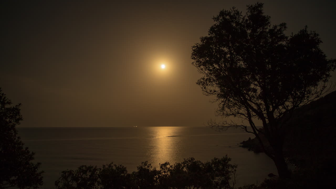 Moon Tree 4K 04
