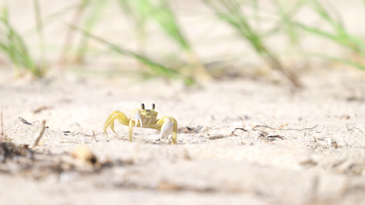 Ghost Crab Walking on Sandy Beach 2