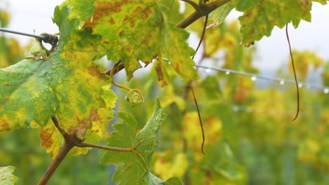 Feuchter-Zweig-Einer-Rebe-An-Einem-Herbsttag