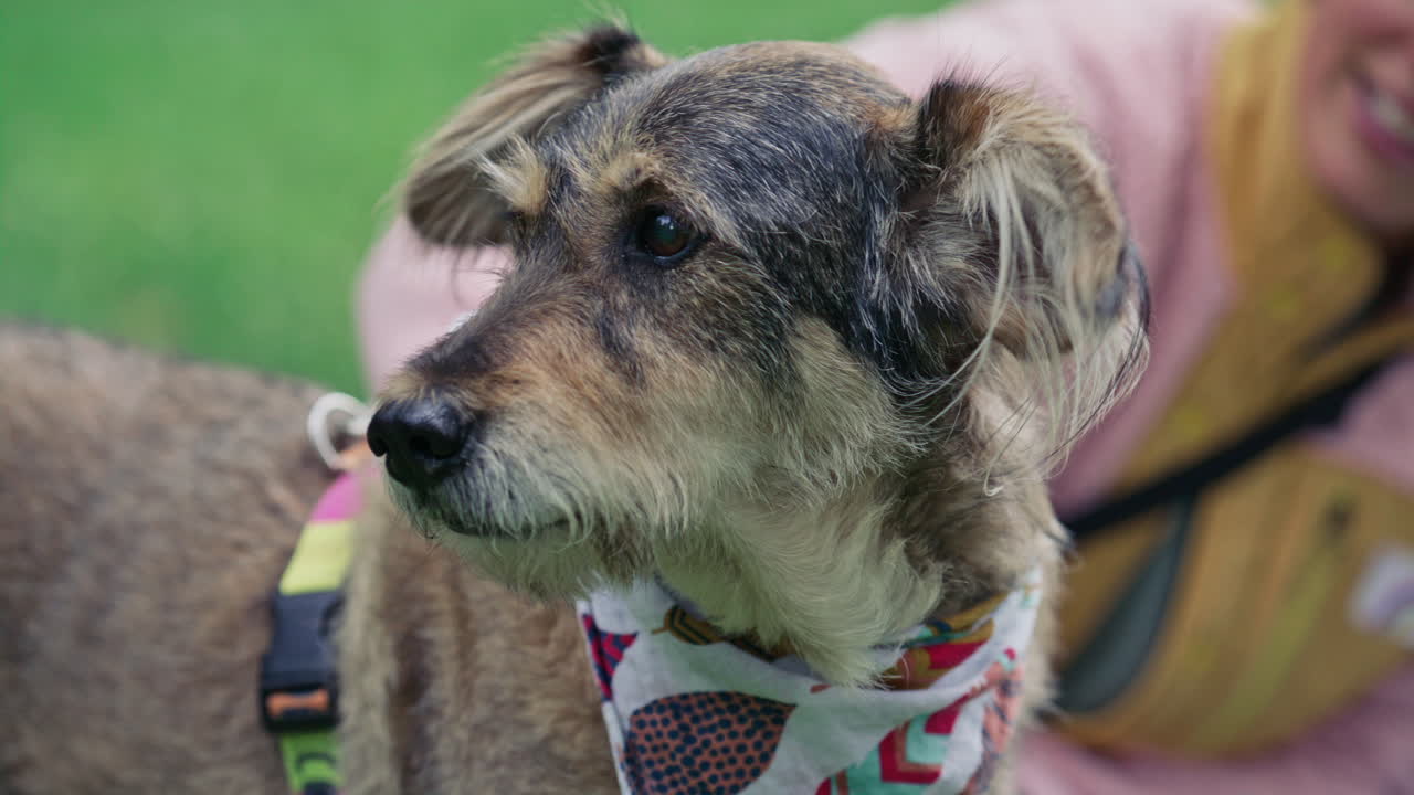 Relaxed Woman Petting Dog, Talking and Smiling on Lawn in Park