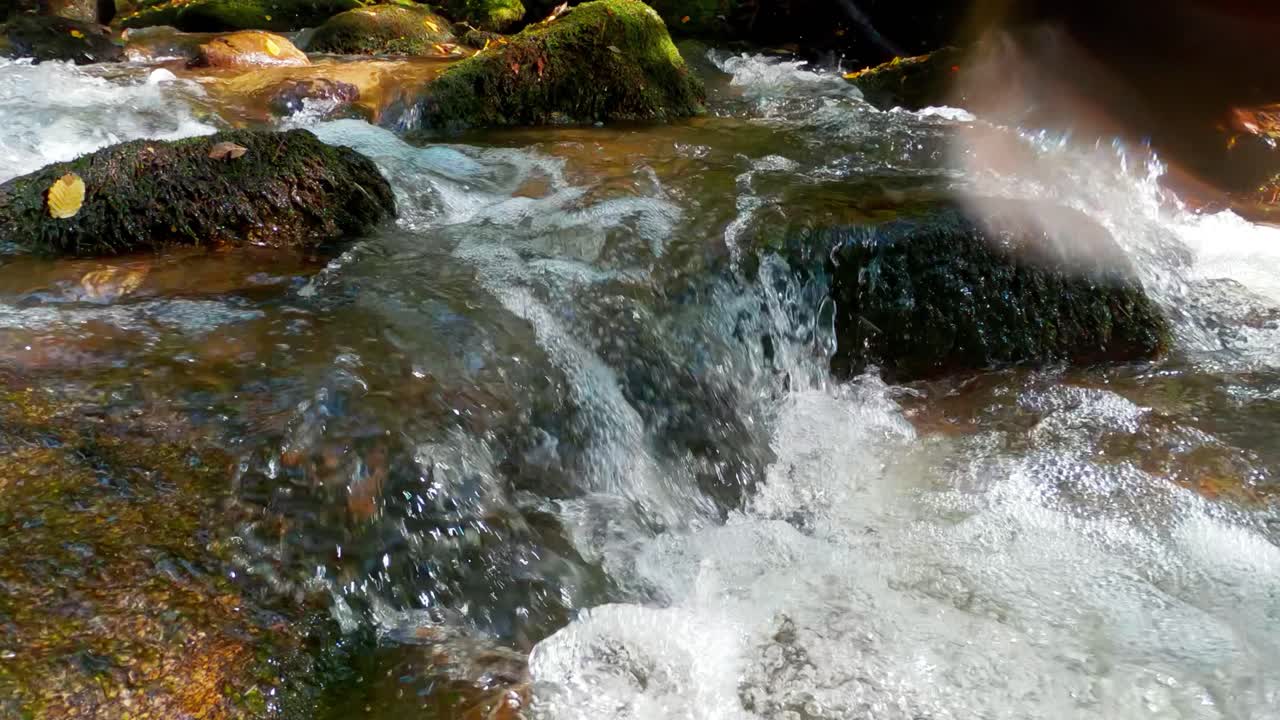 Acqua che scorre di un ruscello tranquillo in un ambiente boschivo