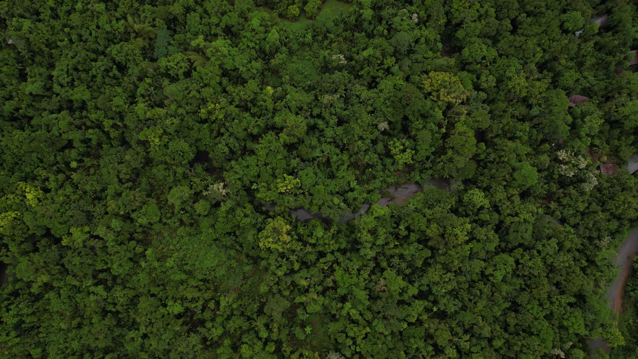 vista aérea de arriba hacia abajo, arroyo en denso bosque tropical, desierto verde, disparo de drone de alto ángulo