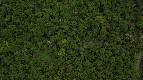 Vista-Aérea-De-Arriba-Hacia-Abajo,-Arroyo-En-Una-Densa-Selva-Tropical,-Desierto-Verde,-Disparo-De-Drones-En-ángulo-Alto